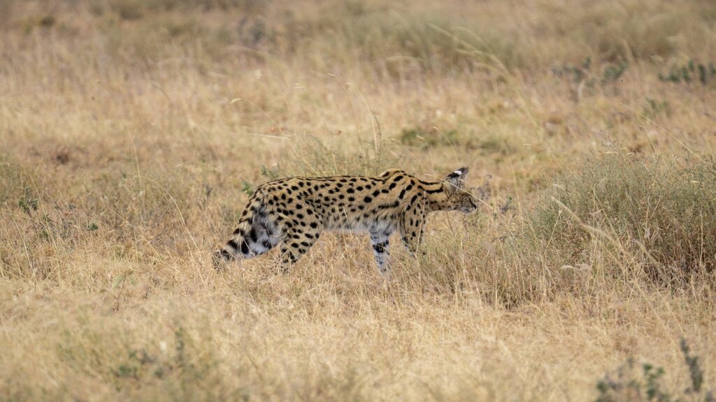 Promo safari tanzanie | Safari Radar