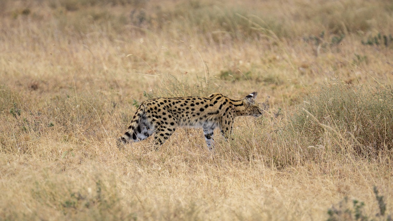 promo safari tanzanie
