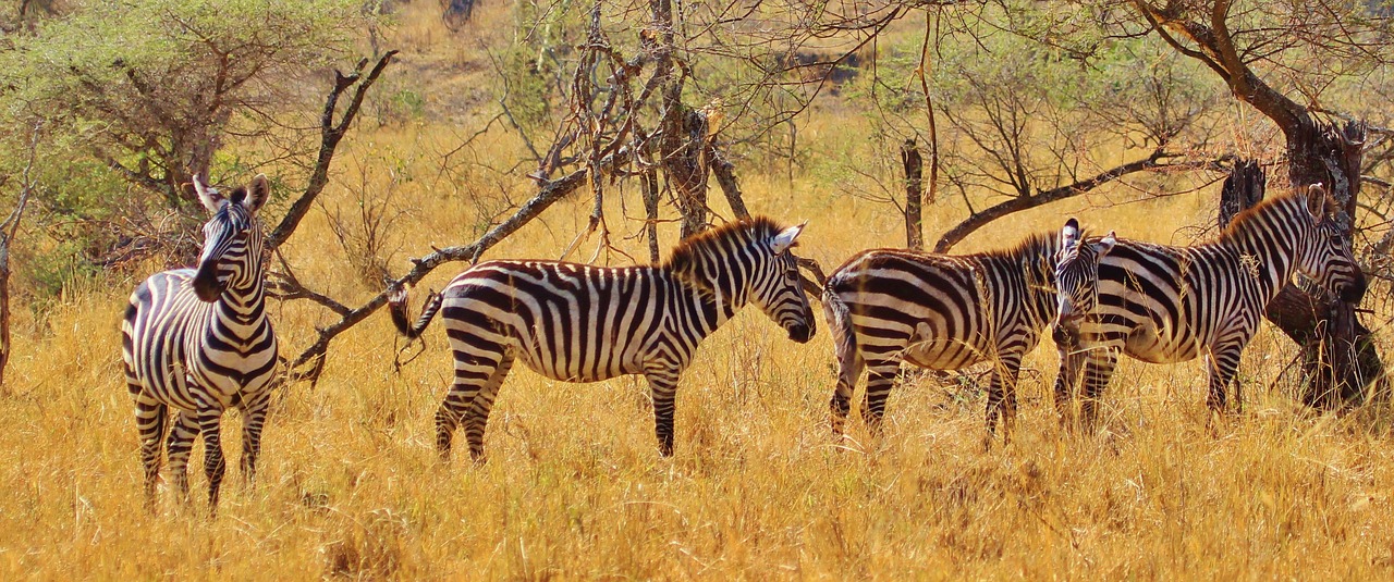 quand aller en tanzanie zanzibar