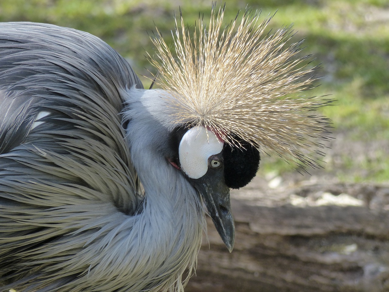 quand faire un safari en tanzanie