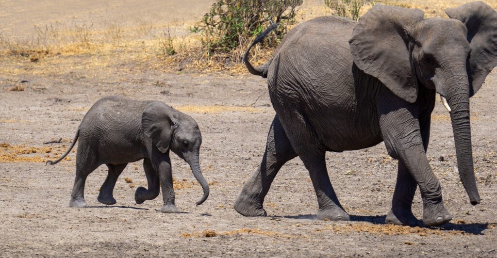 Quand partir au tanzanie | Safari Radar