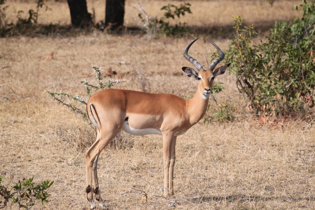Quand partir en safari en tanzanie | Safari Radar