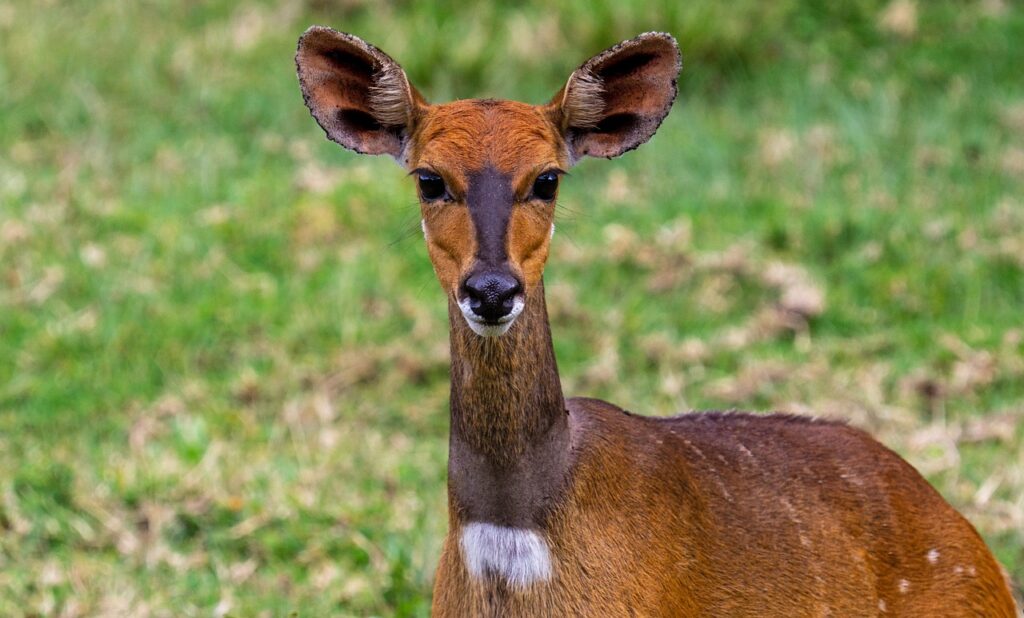 Quand partir en tanzanie pour safari | Safari Radar