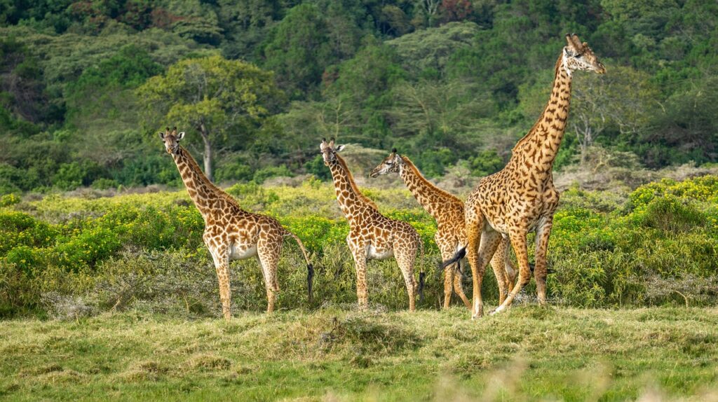 Quand partir en tanzanie pour voir les animaux | Safari Radar