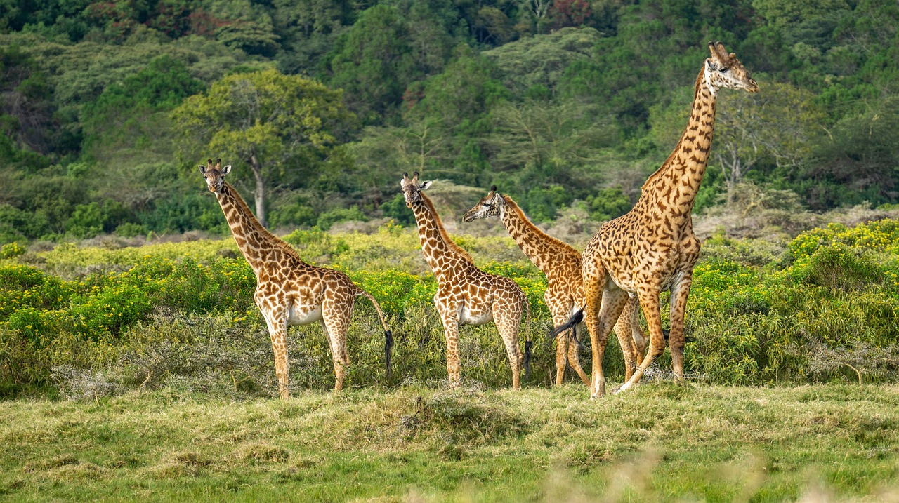 quand partir en tanzanie pour voir les animaux