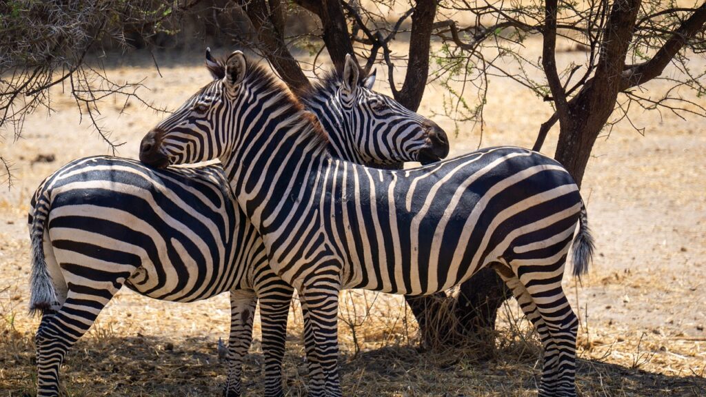 Quand partir en tanzanie routard | Safari Radar