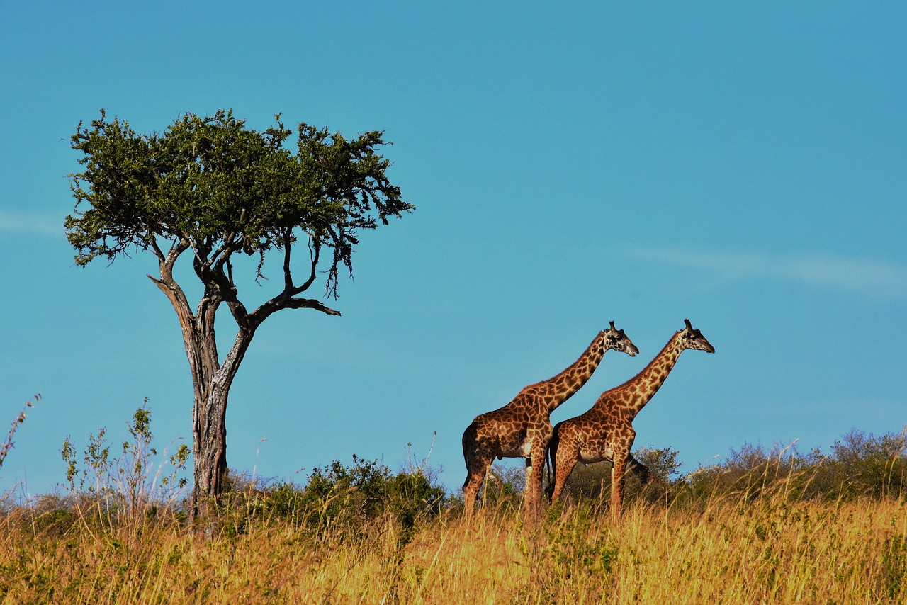 quand partir en tanzanie zanzibar