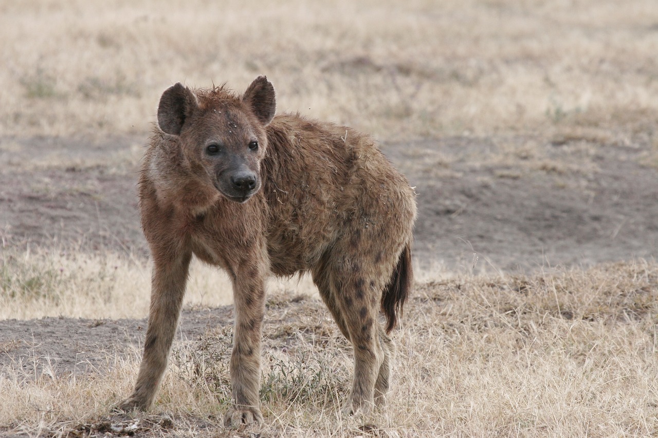 quand partir faire un safari en tanzanie