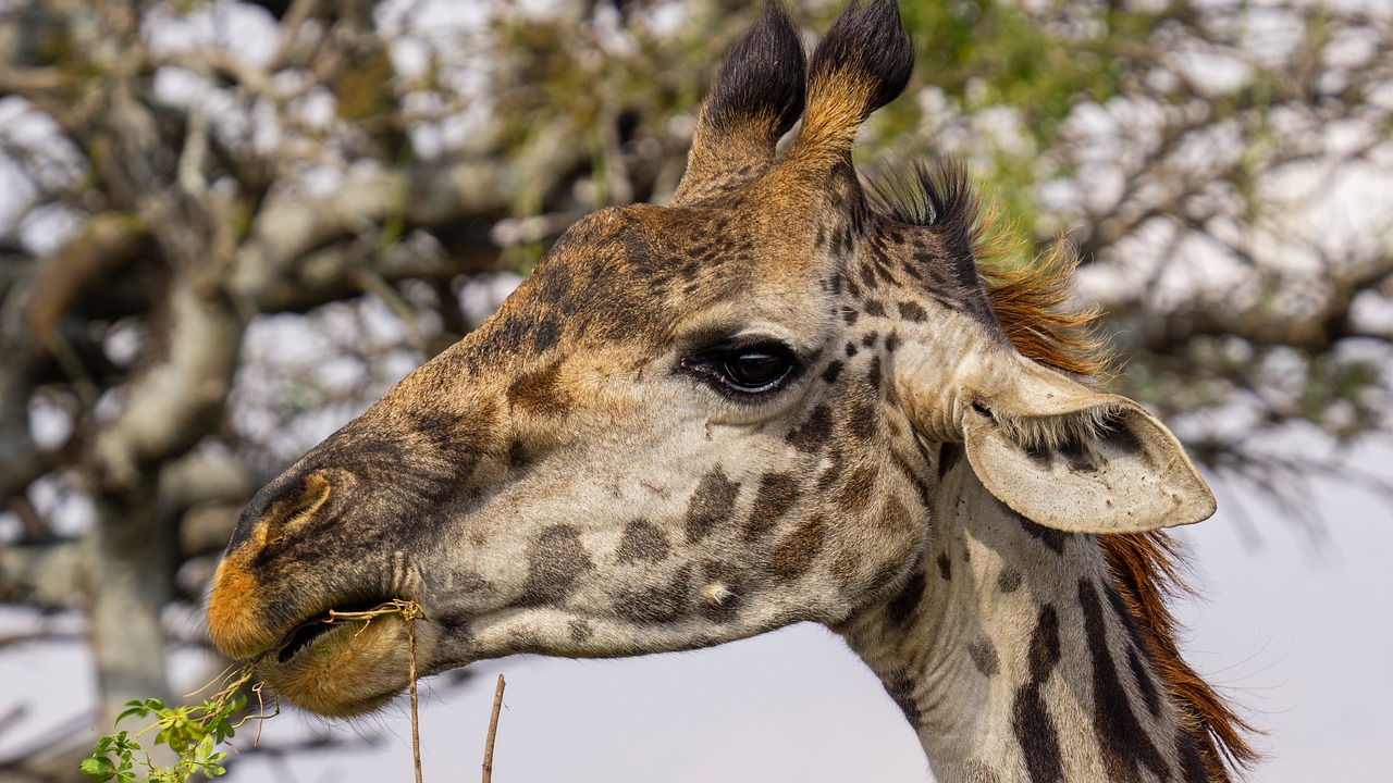 quand partir safari tanzanie