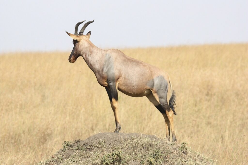 Quand partir tanzanie zanzibar | Safari Radar