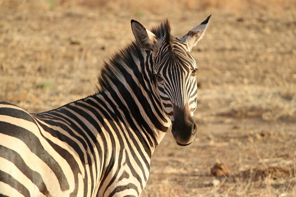 Quand visiter la tanzanie | Safari Radar