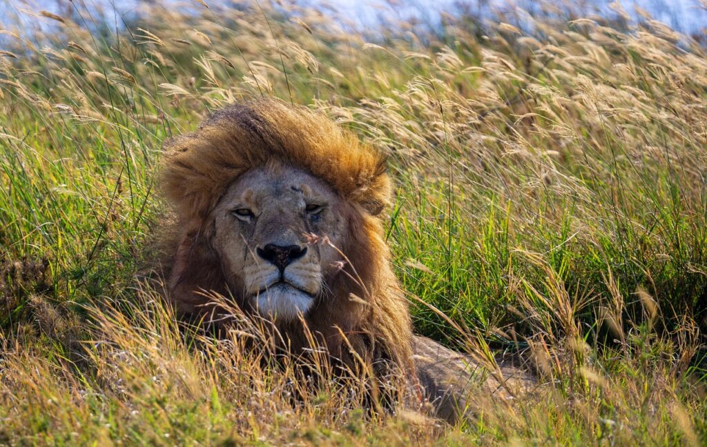 Que choisir kenya ou tanzanie | Safari Radar