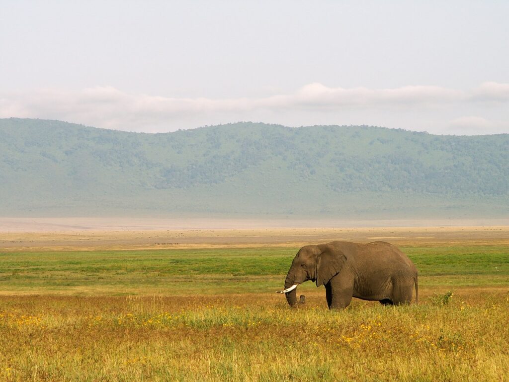 Que faire a zanzibar tanzanie | Safari Radar