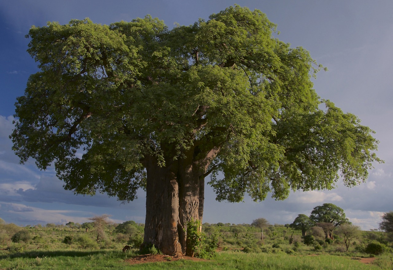que faire en tanzanie