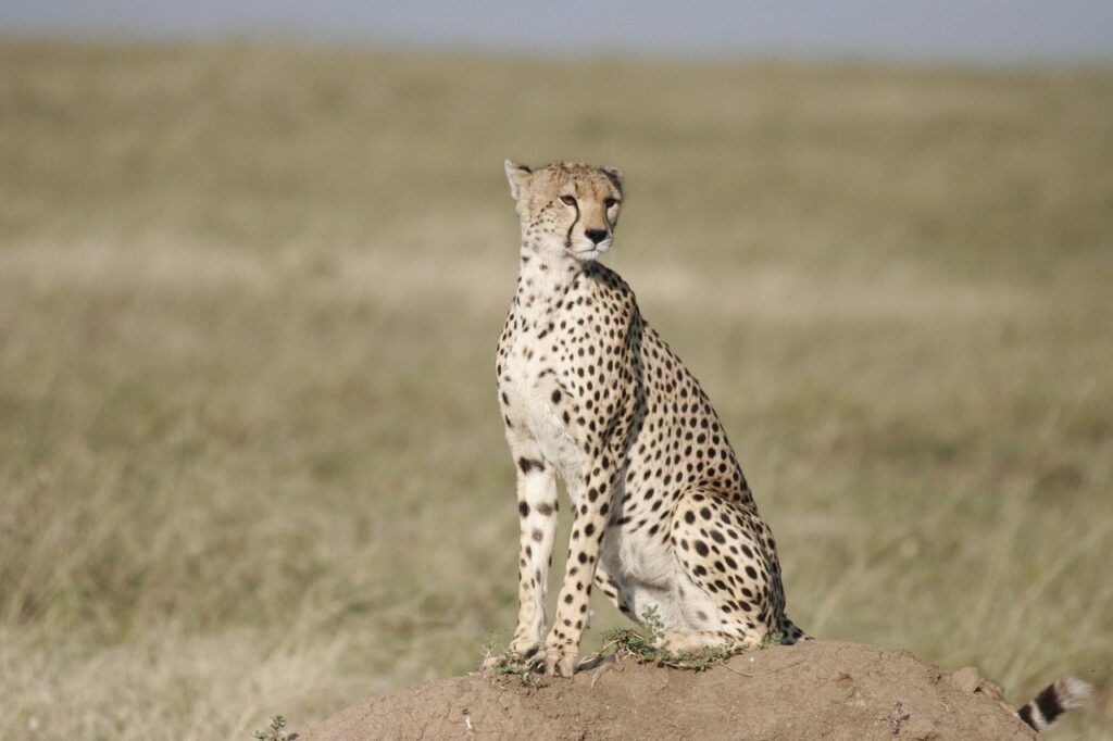 Que faire tanzanie | Safari Radar