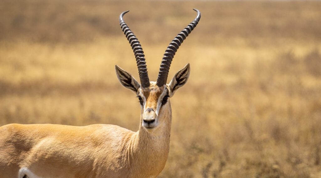 Que rapporter de tanzanie | Safari Radar