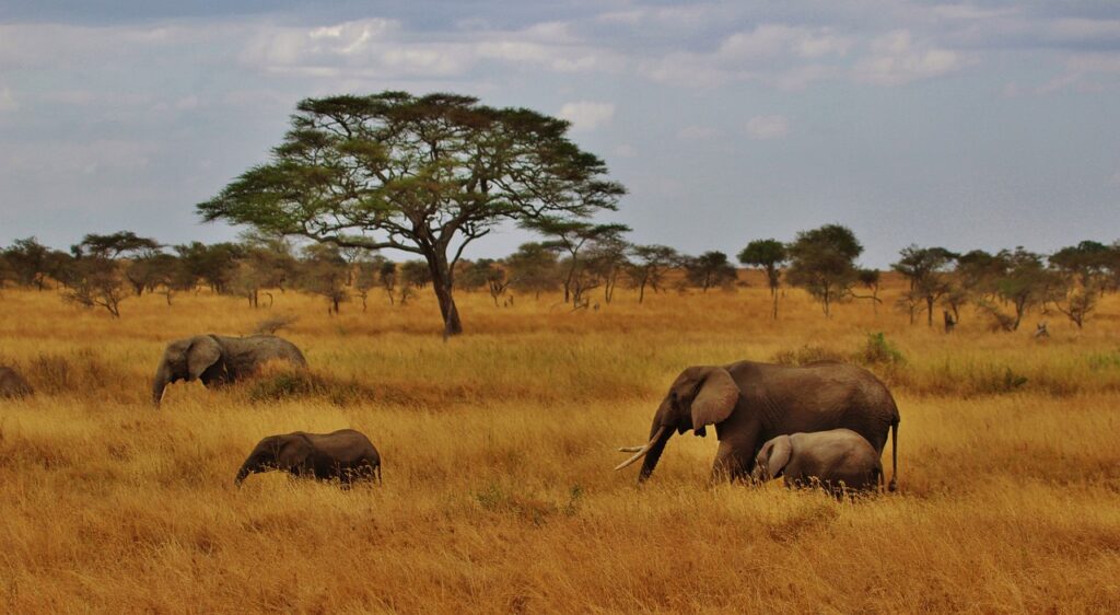 Que voir tanzanie | Safari Radar