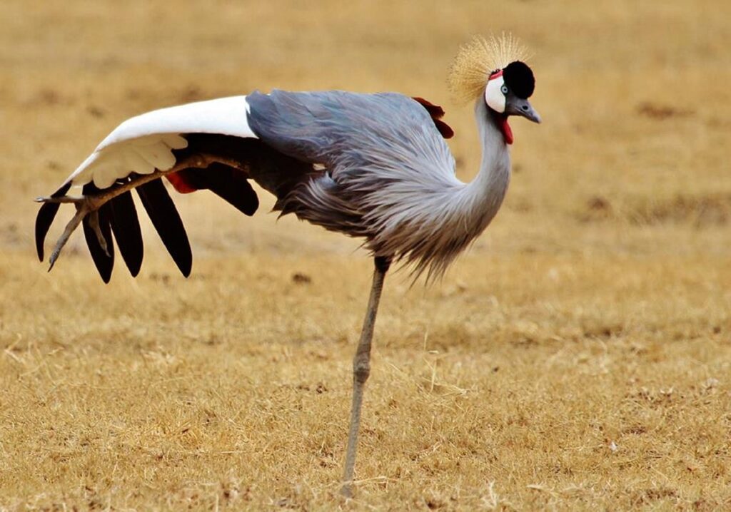Quel anti moustique tanzanie | Safari Radar