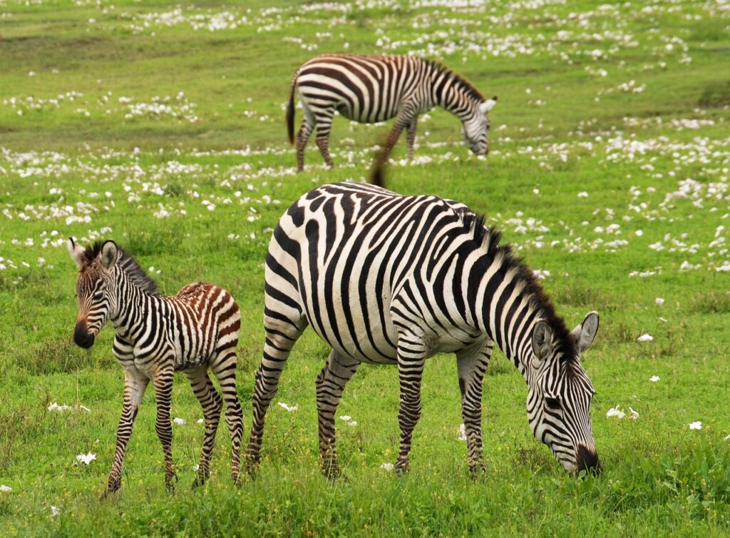 Quel heure est il en tanzanie | Safari Radar