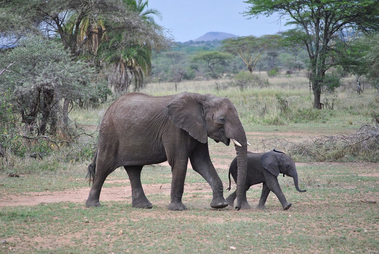quel safari en tanzanie