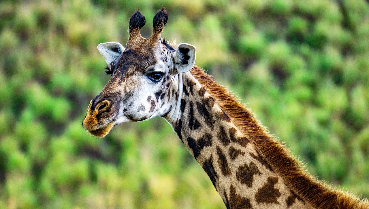 quel safari faire en tanzanie