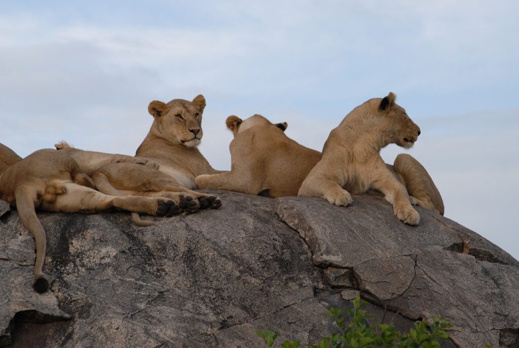 Quel traitement anti paludisme tanzanie | Safari Radar