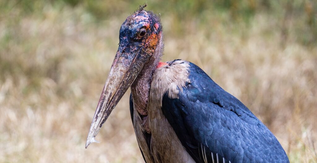 Quelle est la meilleure période pour aller en tanzanie | Safari Radar