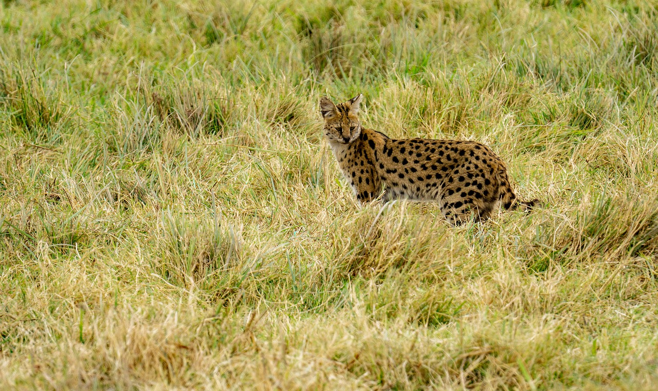 quelle est la meilleure saison pour aller en tanzanie