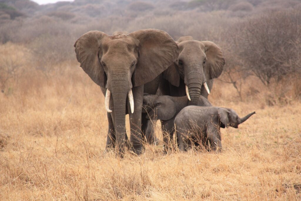 Quelle est la monnaie de la tanzanie | Safari Radar