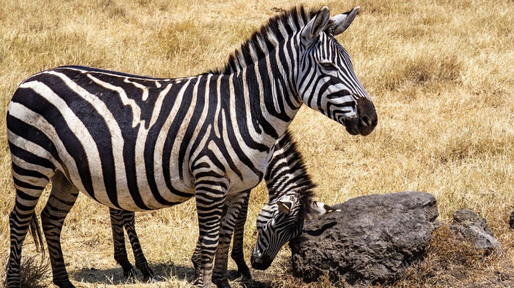 Quelle est la monnaie utilisée en tanzanie | Safari Radar