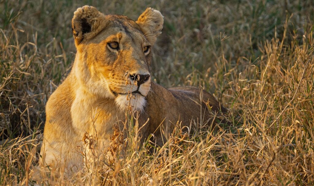 Quelle heure en tanzanie | Safari Radar