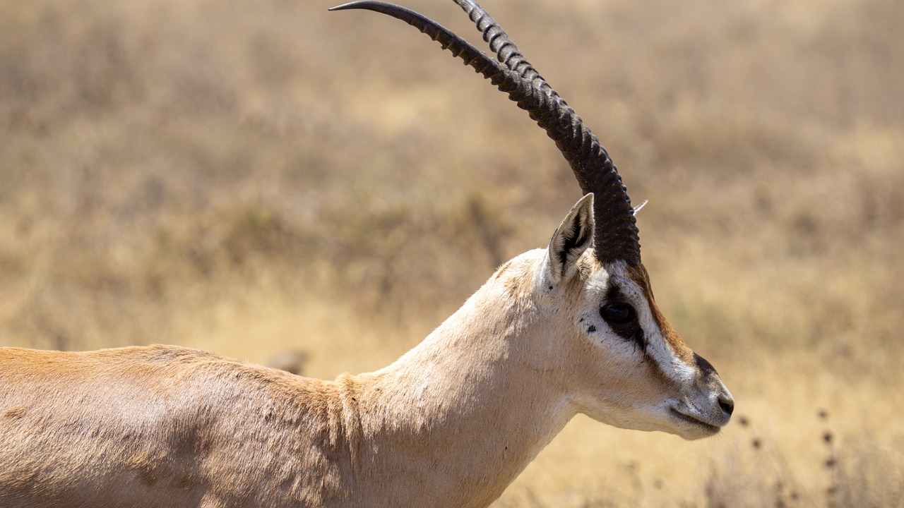 quelle langue parle t on en tanzanie