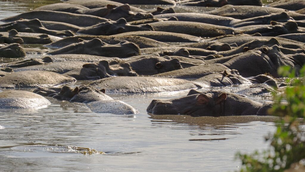 Quelle période pour un safari en tanzanie | Safari Radar