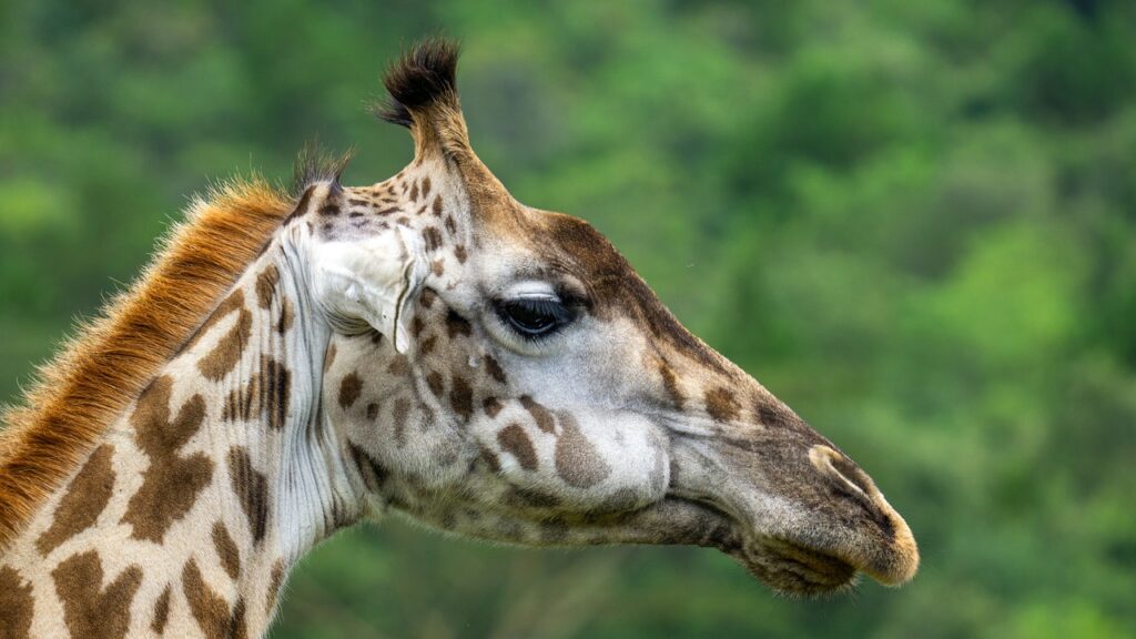 Quels vaccins pour la tanzanie | Safari Radar