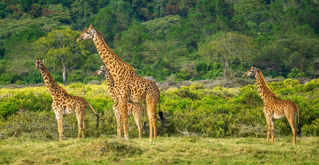 qui a colonisé la tanzanie