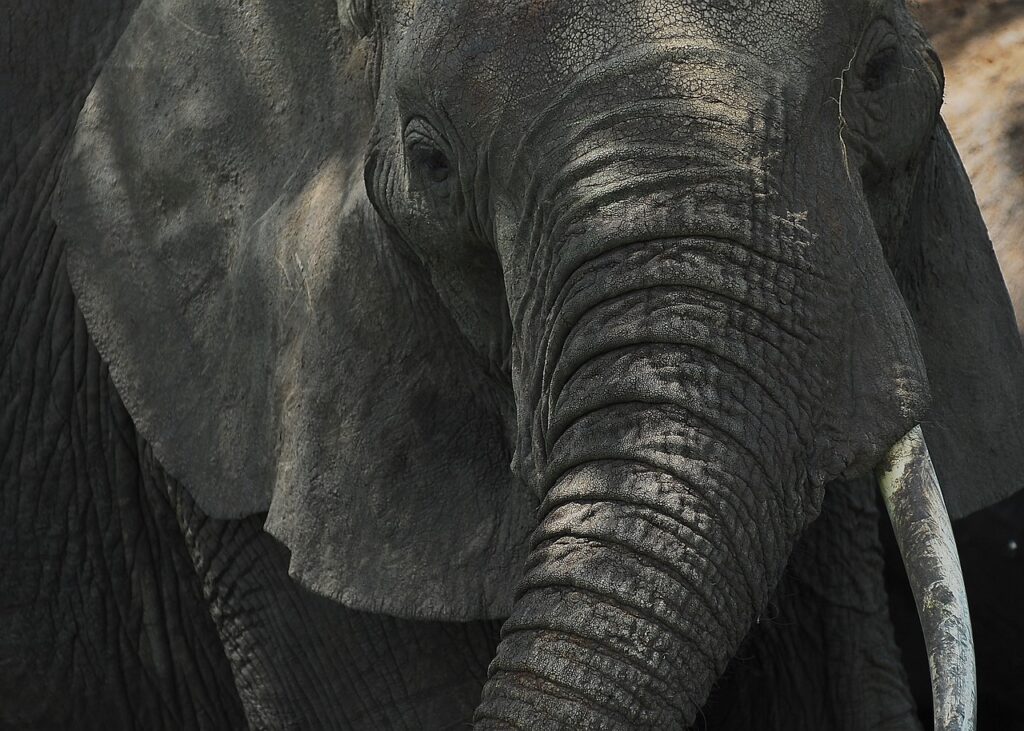 Reserve tanzanie | Safari Radar