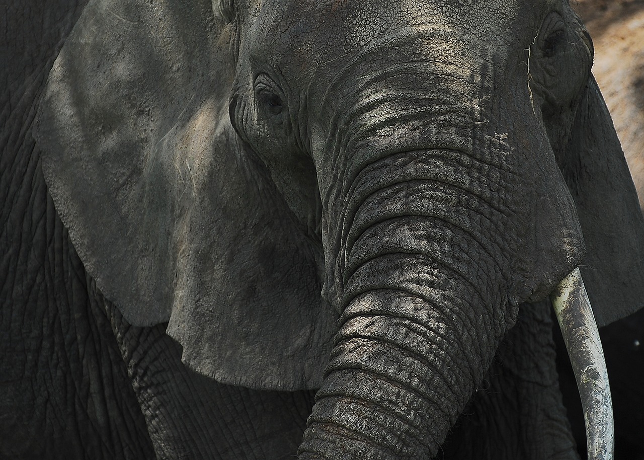 reserve tanzanie