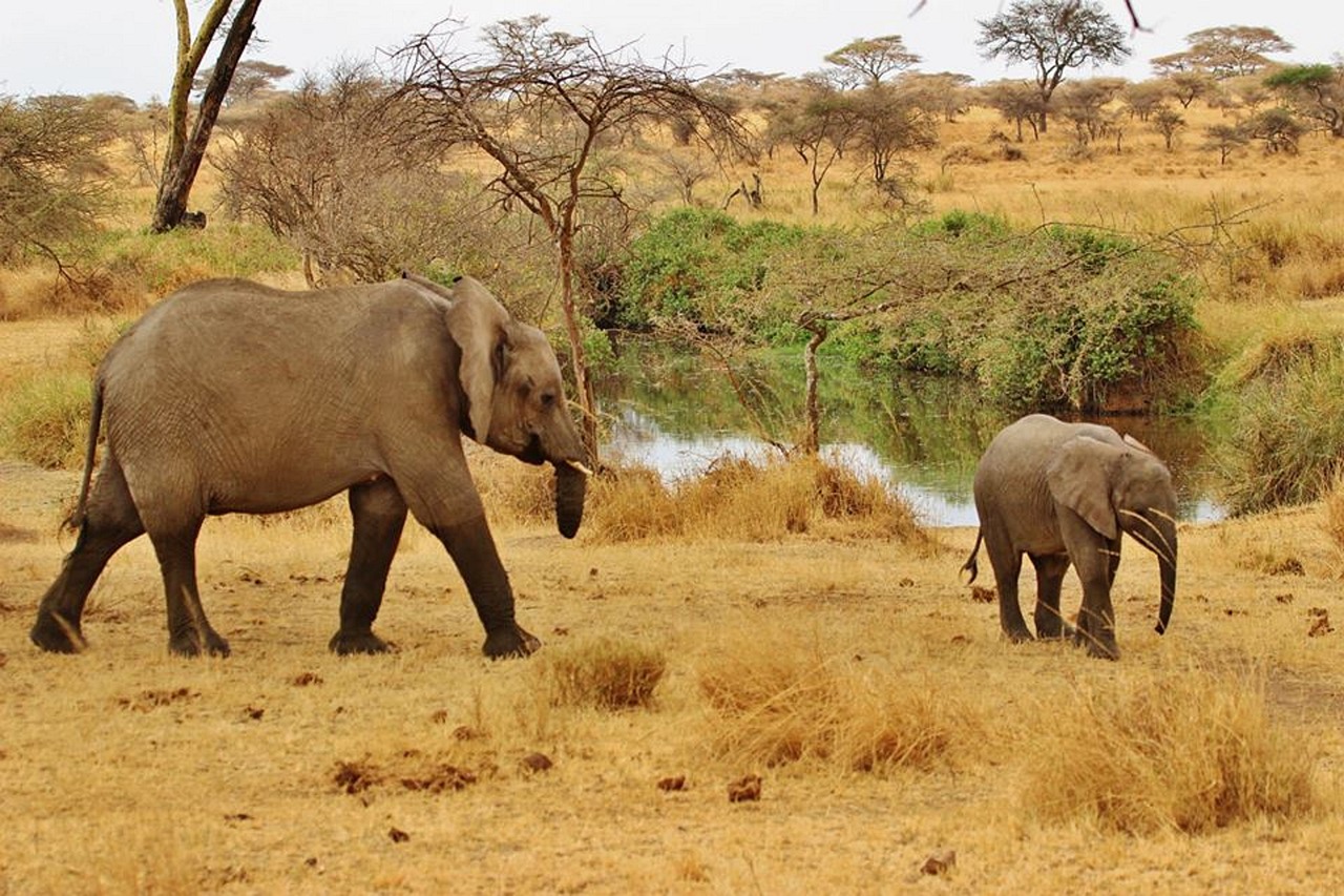 safari 2 jours tanzanie