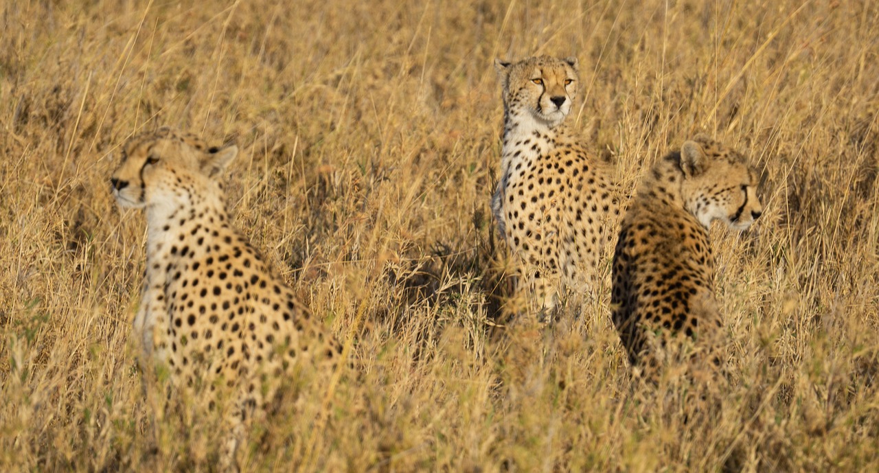 safari a cheval tanzanie