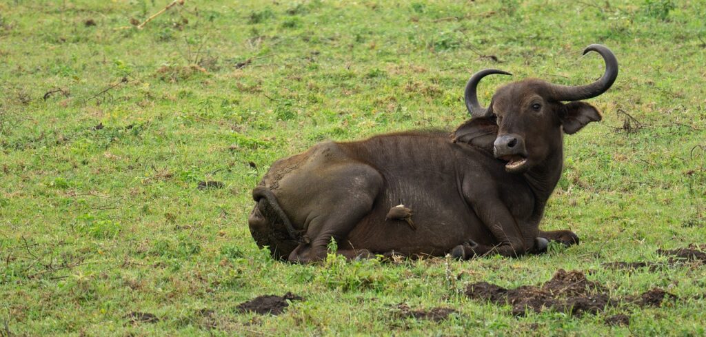 Safari afrique du sud ou tanzanie | Safari Radar