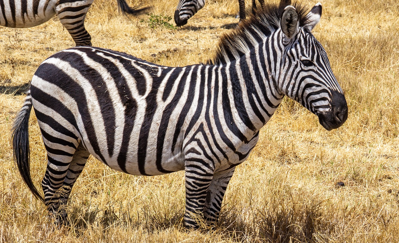 safari afrique tanzanie