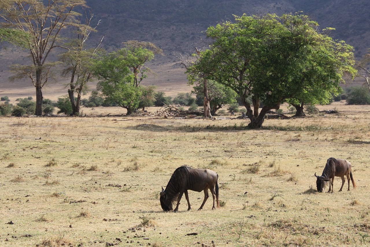 safari au kenya ou en tanzanie