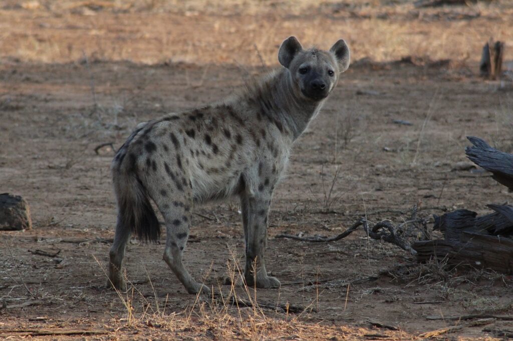 Safari chasse tanzanie | Safari Radar