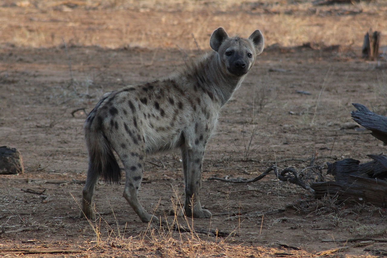 safari chasse tanzanie