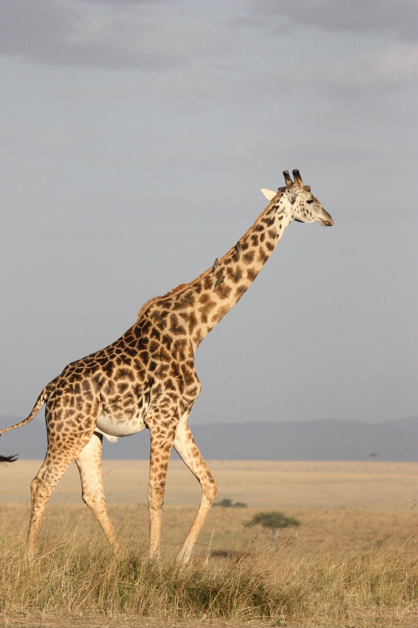 safari de paugre