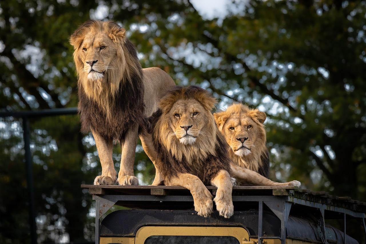 safari en tanzanie