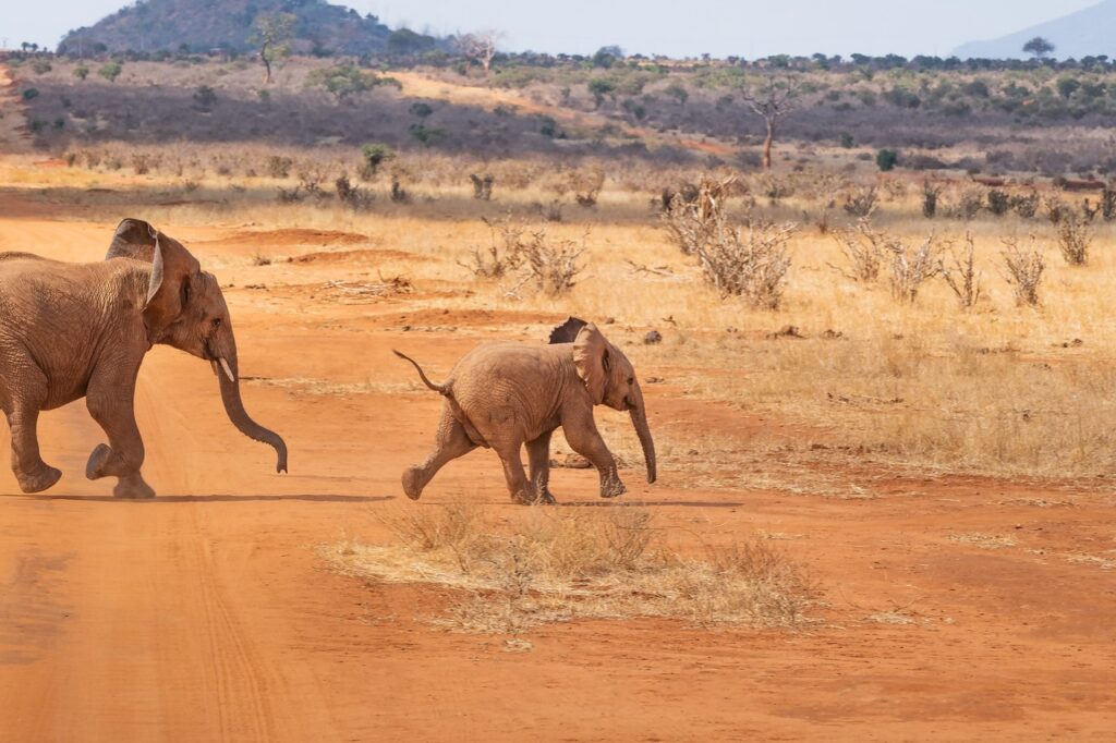 Safari kids | Safari Radar