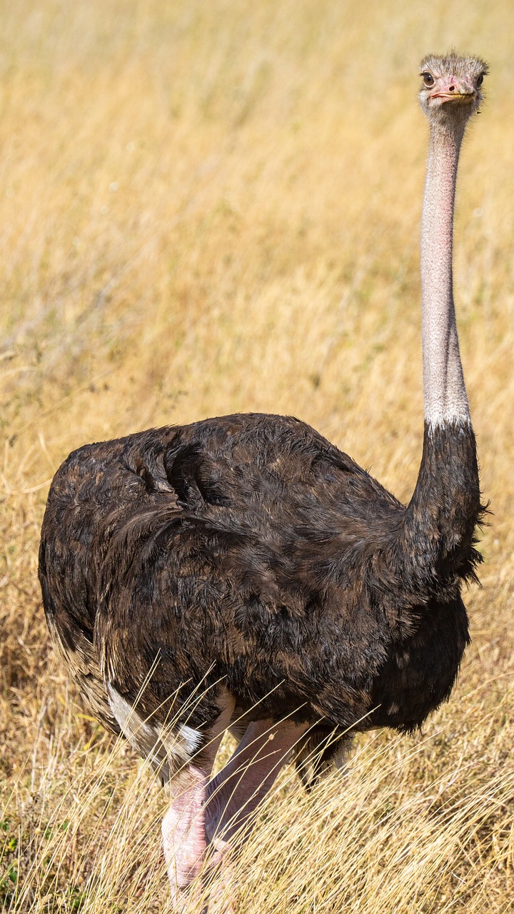 safari kilimandjaro tanzanie