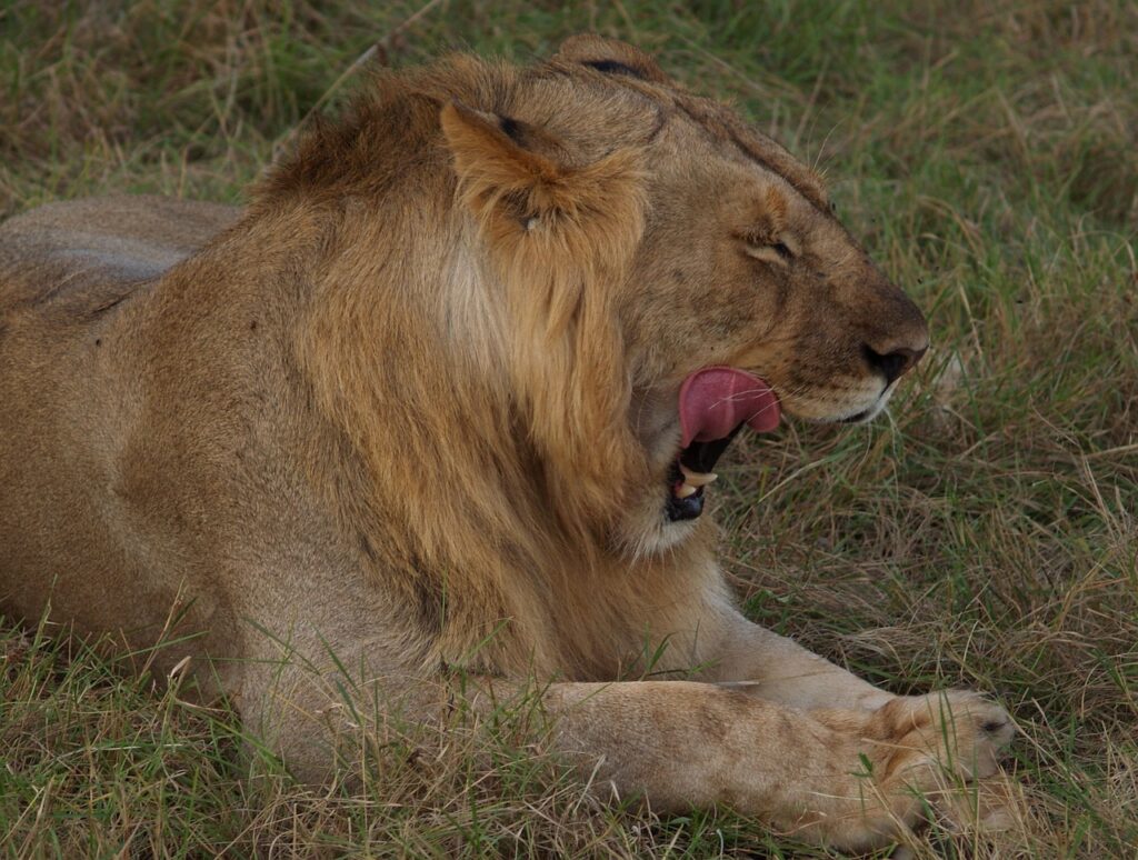 Safari luxe tanzanie zanzibar | Safari Radar