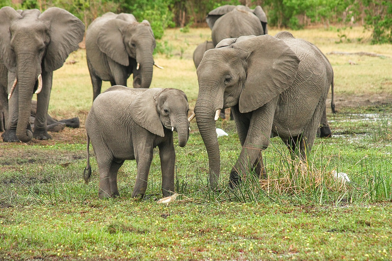 safari photo tanzanie
